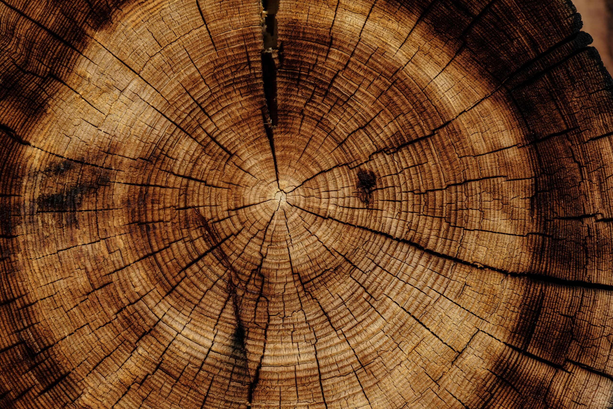 timberRidge Solutions