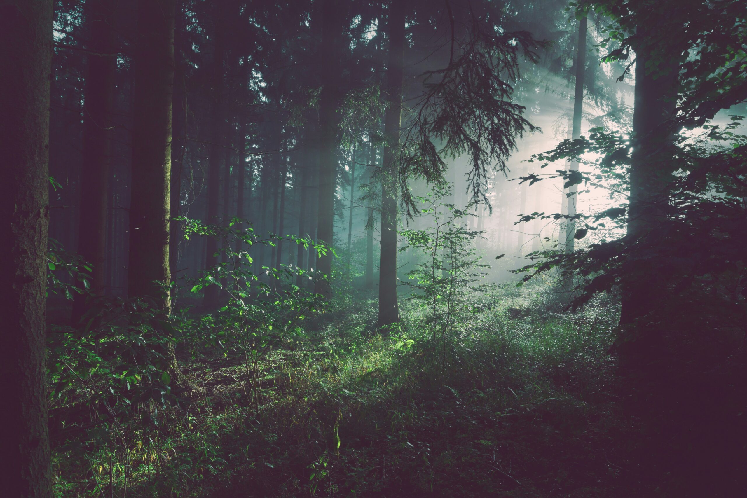 timberridge forest