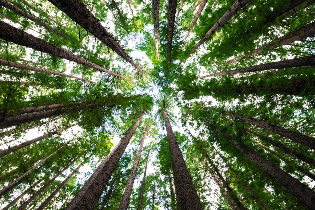 trees timberridge