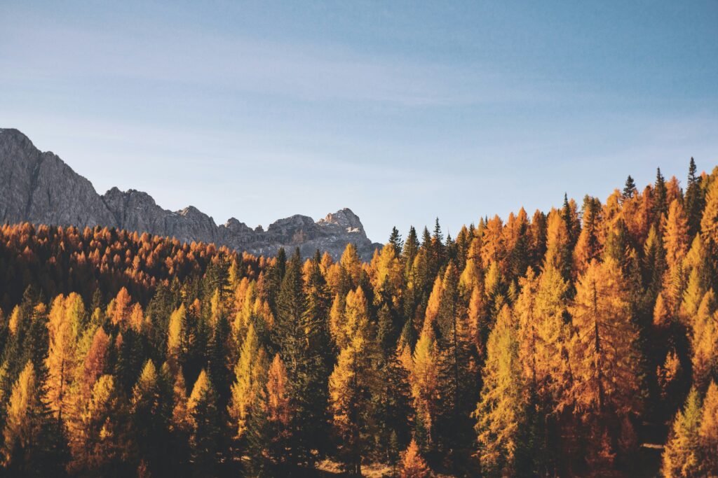 timberridge fall